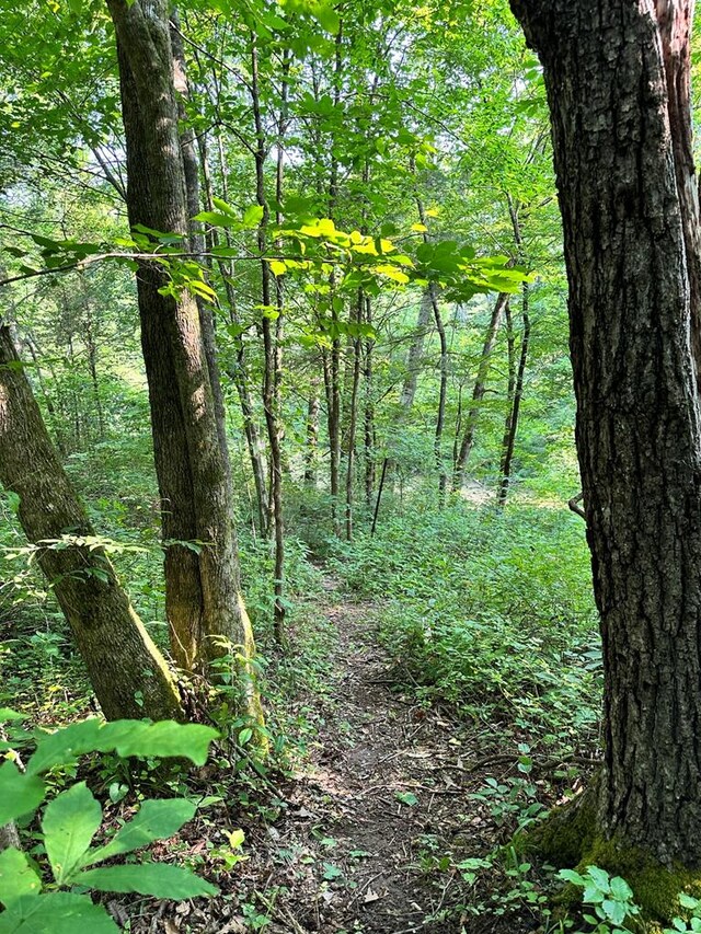 view of local wilderness featuring a wooded view