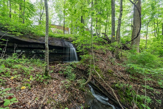 view of local wilderness