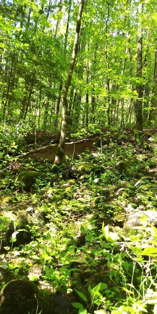 Listing photo 3 for LOT12 E Bobcat Ln, Wilder TN 38589