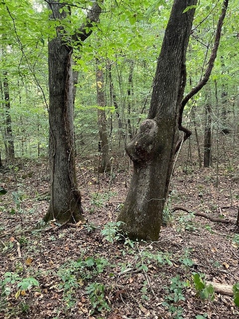 view of local wilderness with a view of trees