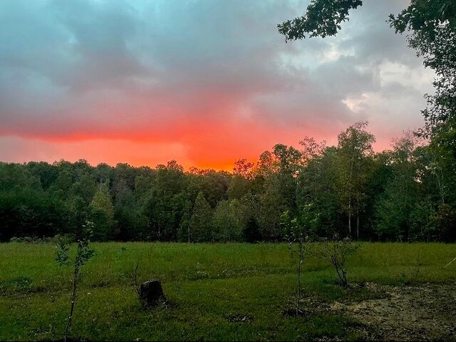 view of local wilderness