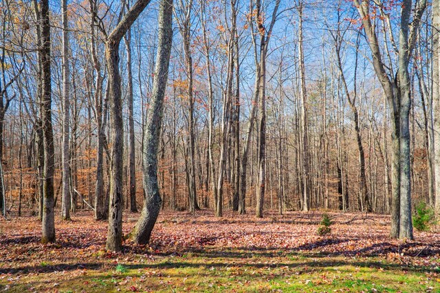 view of local wilderness with a forest view