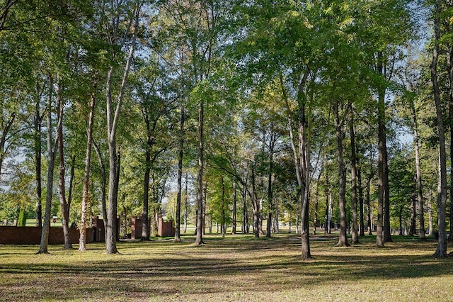 view of local wilderness