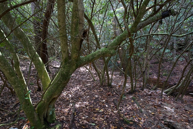 view of local wilderness