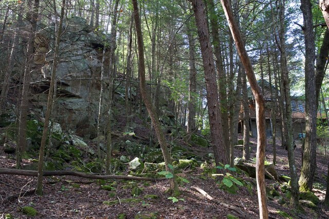 view of local wilderness