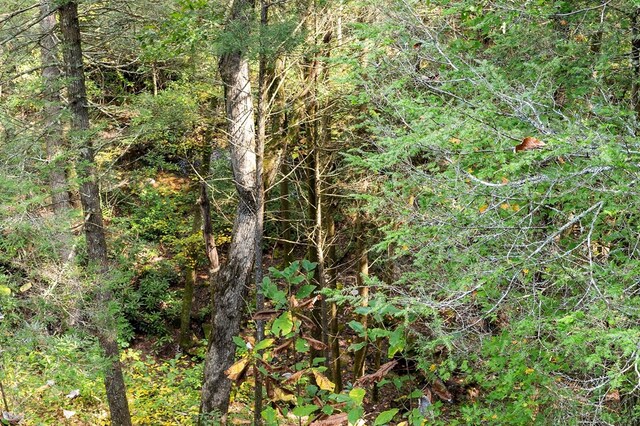 view of nature with a forest view