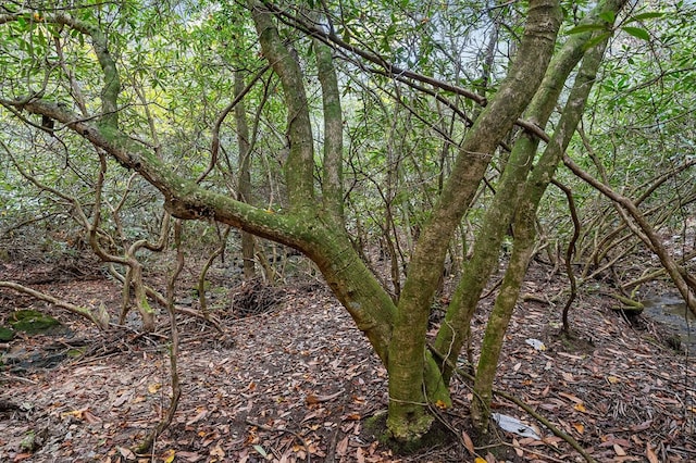 view of local wilderness featuring a forest view