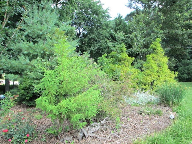 view of local wilderness