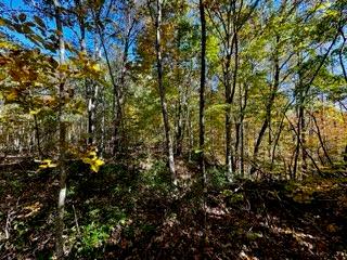 Listing photo 3 for LOT46 Honey Spgs, Crawford TN 38554