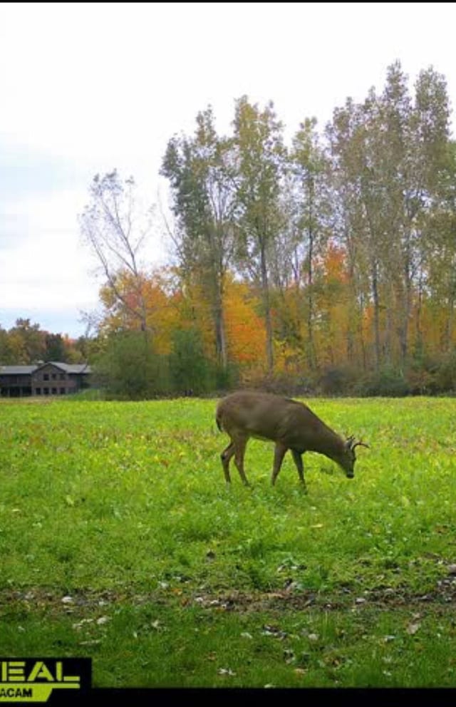 view of yard with a rural view