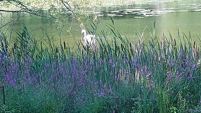 view of nature featuring a water view