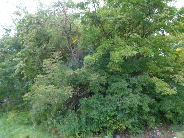 2628 Hunt St, Detroit, MI 48207