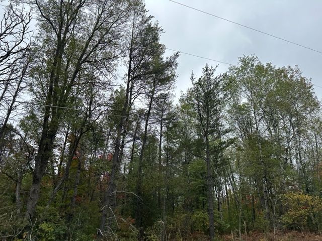 10ACRES W 6 Mile Rd, Grayling, MI 48738 - photo 4