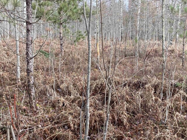 10420 E Newman Rd, Merritt, MI 49667 - photo 27