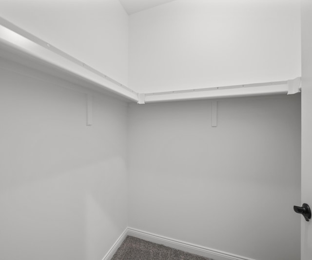 walk in closet with carpet floors