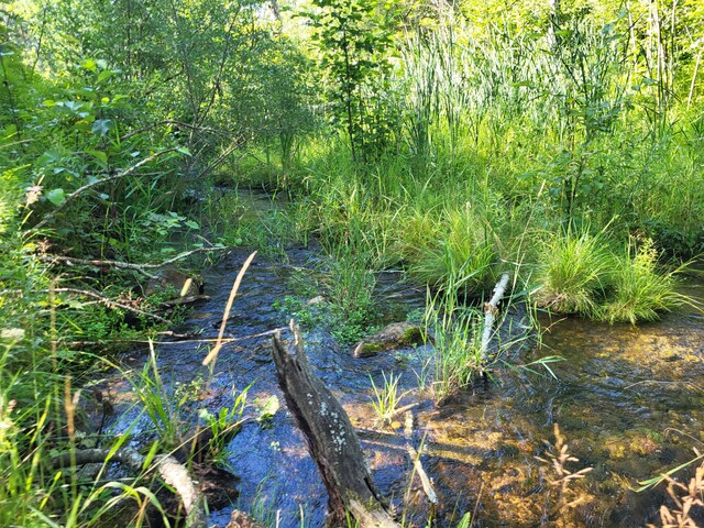 100 W Adams Rd, Farwell, MI 48622 - view of local wilderness
