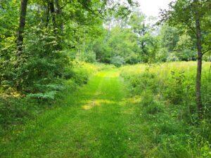 100 W Adams Rd, Farwell, MI 48622 - view of local wilderness