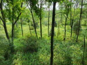 100 W Adams Rd, Farwell, MI 48622 - view of tree filled area