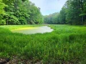 100 W Adams Rd, Farwell, MI 48622 - view of yard with a forest view