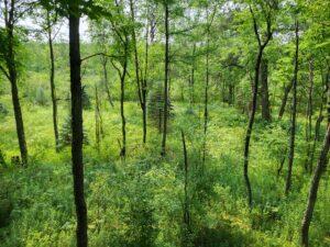 100 W Adams Rd, Farwell, MI 48622 - view of woods