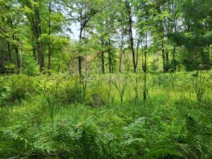 100 W Adams Rd, Farwell, MI 48622 - view of nature