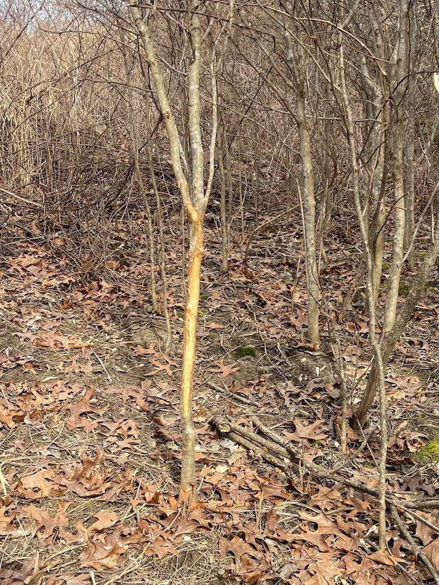 5300 Belford Rd, Holly, MI 48442 - view of nature