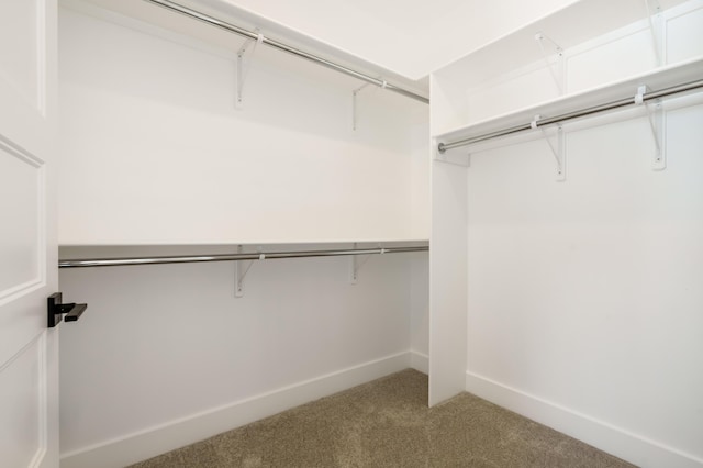 spacious closet featuring carpet