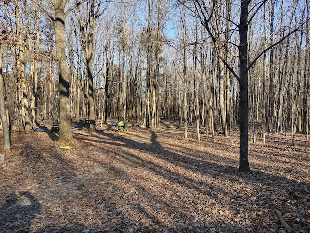 view of local wilderness