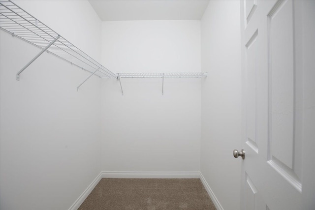 walk in closet featuring carpet flooring