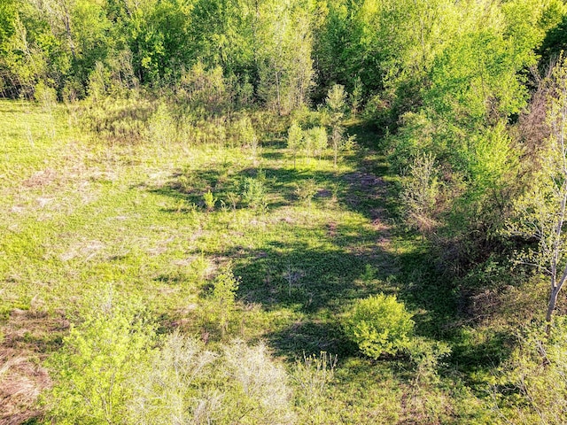 view of local wilderness