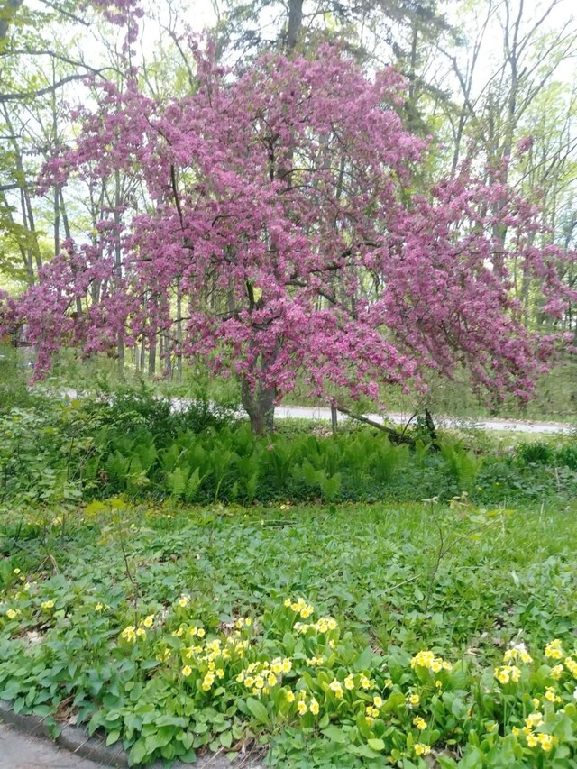 227 Joliet Ave, Houghton Lake, MI 48629 - view of nature