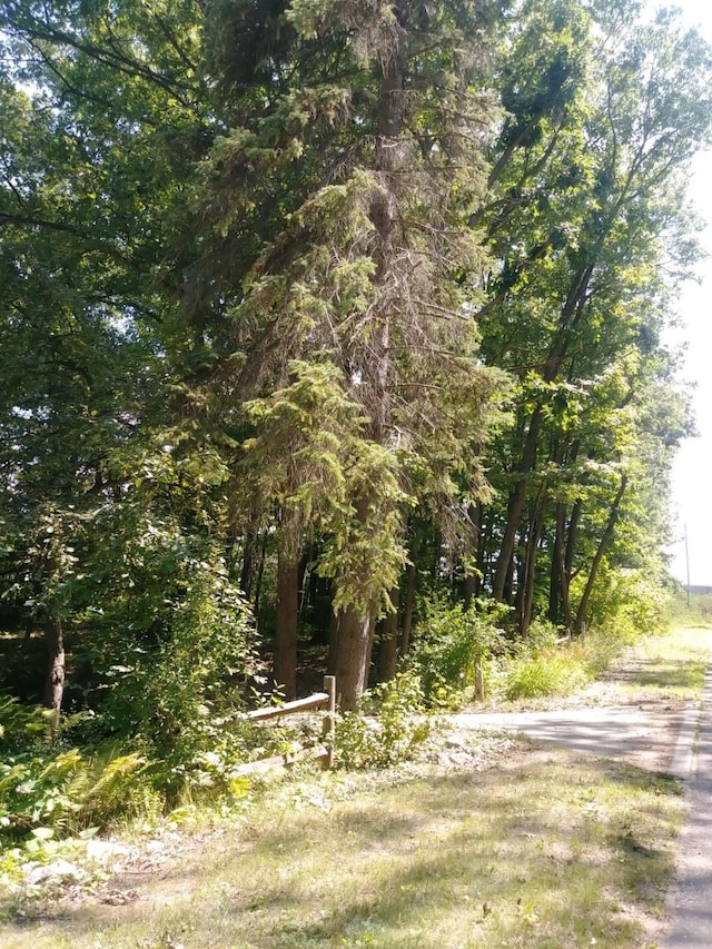 view of local wilderness