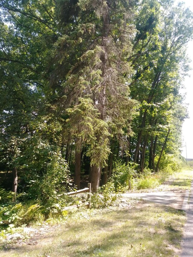 227 Joliet Ave, Houghton Lake, MI 48629 - view of local wilderness