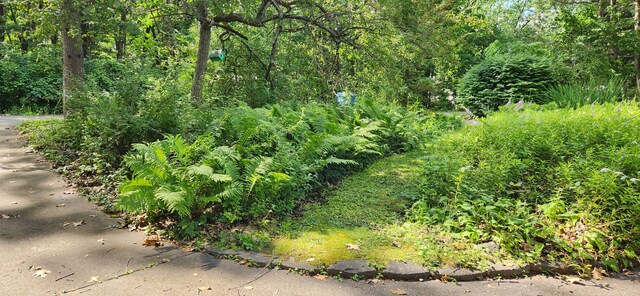 227 Joliet Ave, Houghton Lake, MI 48629 - view of local wilderness