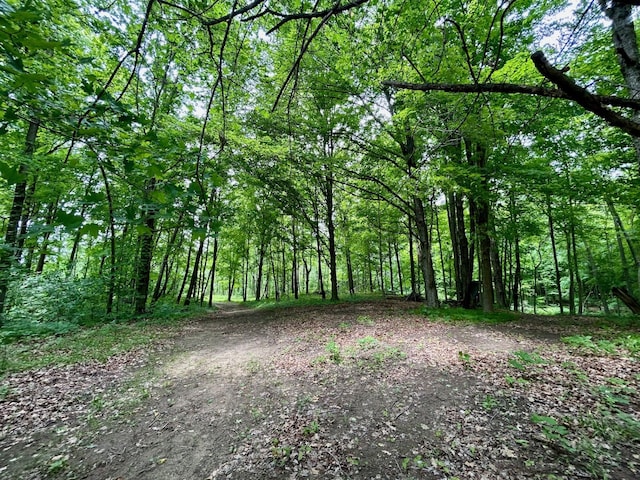 view of local wilderness