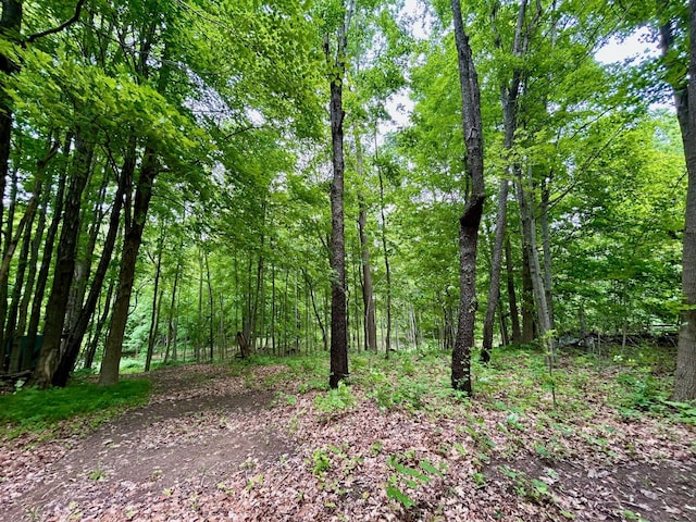 view of local wilderness