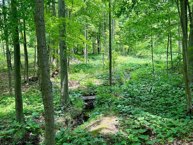 view of local wilderness