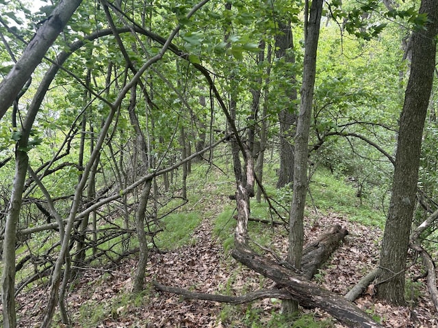 1477 E Hastings Lake Rd, Jonesville, MI 49250 - view of woods