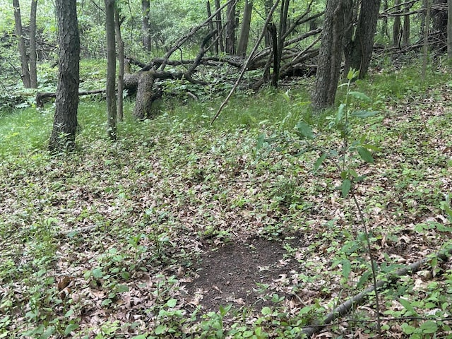1477 E Hastings Lake Rd, Jonesville, MI 49250 - view of wooded area