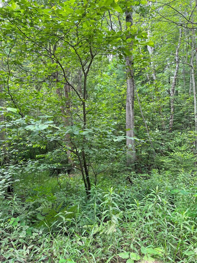 LOT42 Birchcrest, Kalkaska, MI 19646 - photo 5