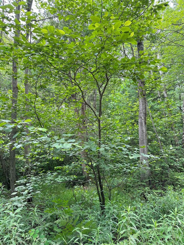 LOT42 Birchcrest, Kalkaska, MI 19646 - photo 6