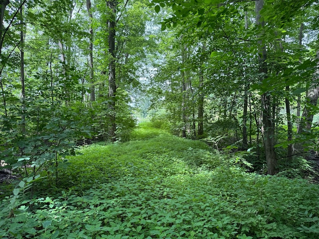 view of local wilderness