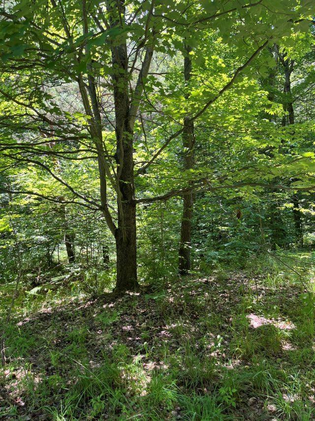 211 Logging Trl, Leroy, MI 49655