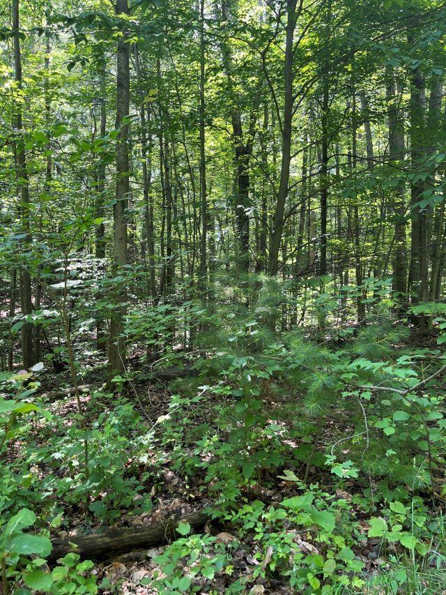 211 Logging Trl, Leroy, MI 49655