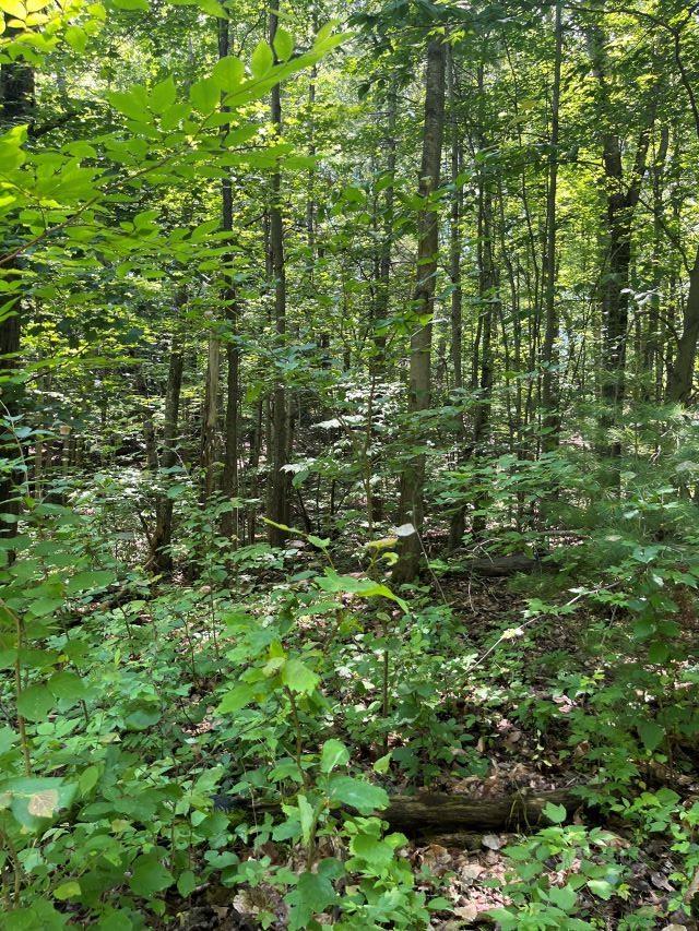 211 Logging Trl, Leroy, MI 49655