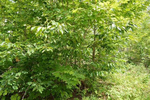 Hardwood, Elmira, MI 49730