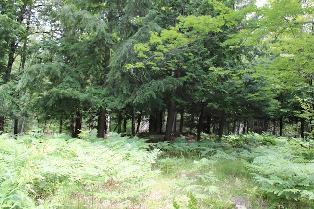 2802 Coulter Creek Trl, Central Lake, MI 49622 - view of local wilderness