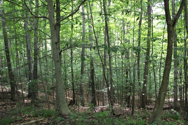 2802 Coulter Creek Trl, Central Lake, MI 49622 - view of local wilderness