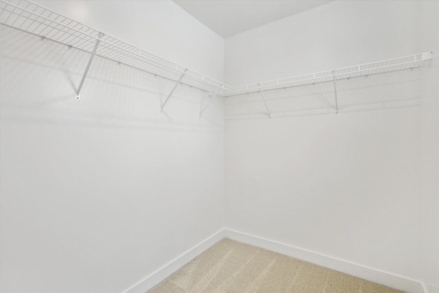 spacious closet featuring carpet