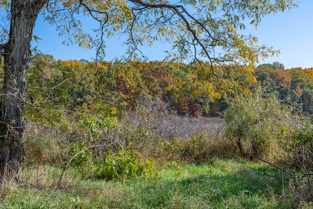 view of local wilderness